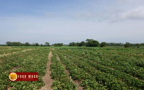 1   potato farming