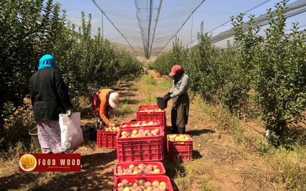 2   Potato harvesting